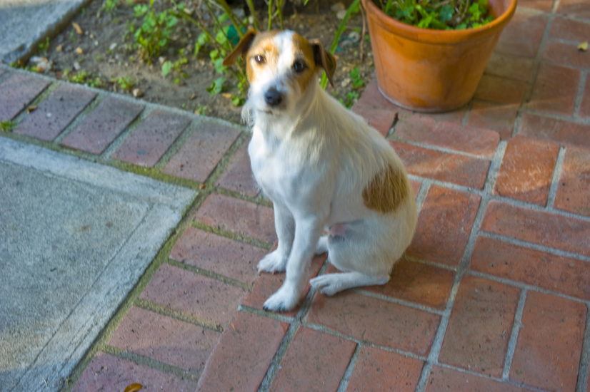 kenton dog